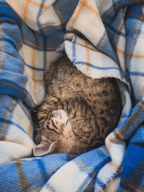 青い縞模様の毛布で寝ている茶色の猫