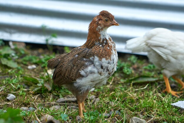 농장 마당에 있는 갈색 닭과 흰 닭