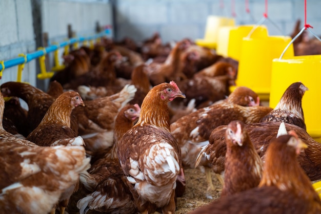 Brown chickens in farm