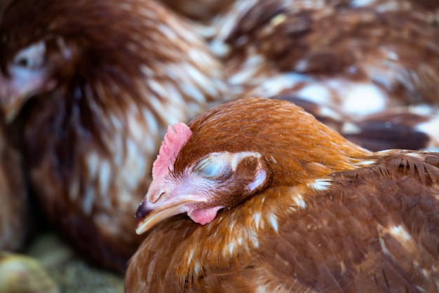 Brown chickens sleeping