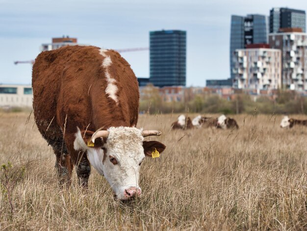 Коричневая корова, пасущаяся в поле в дневное время
