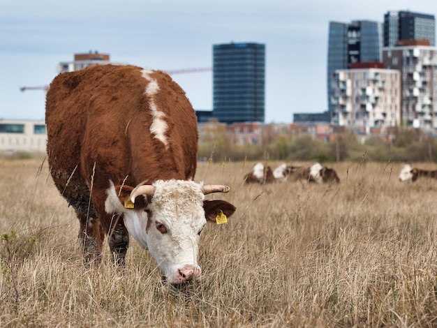 Brown cow grazing in the field during the daytime