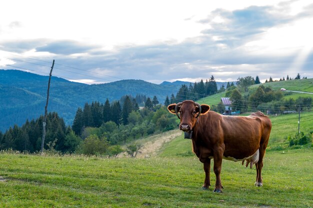 Brown cow grazing on the grass-covered hill near the forest