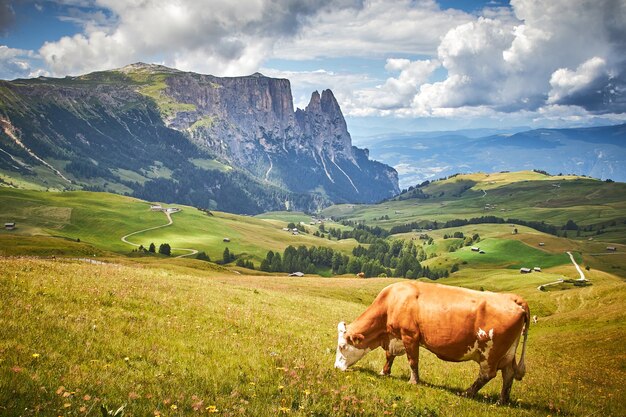 Brown cow grazing on a green pasture surrounded by high rocky mountains