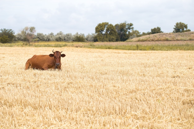 Коричневая корова, пасущаяся в желтом поле