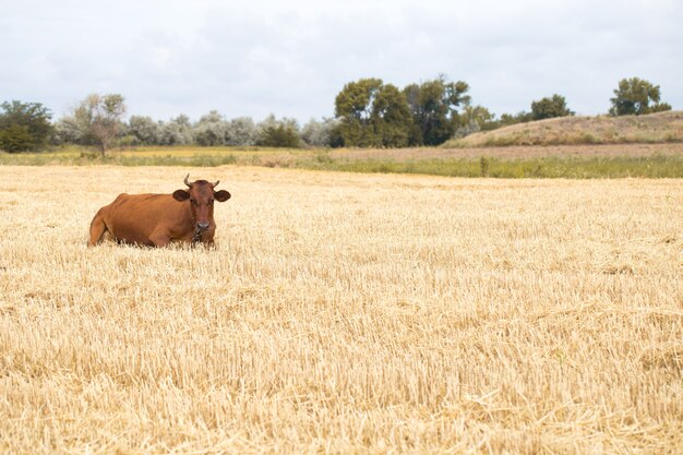 Brown cow grazing in a yellow field