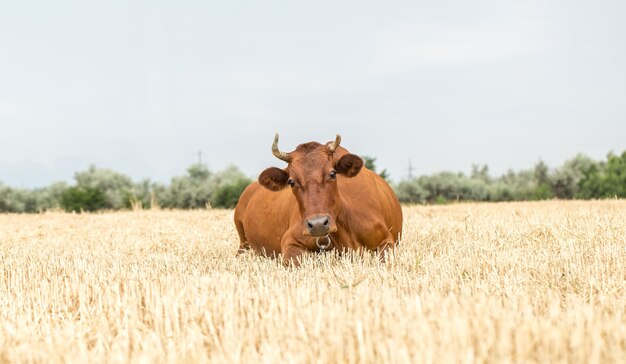 黄色い畑で放牧している茶色の牛