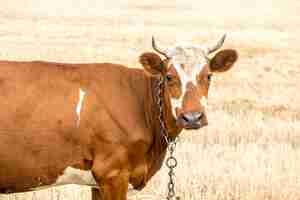 Free photo brown cow grazing in a yellow field