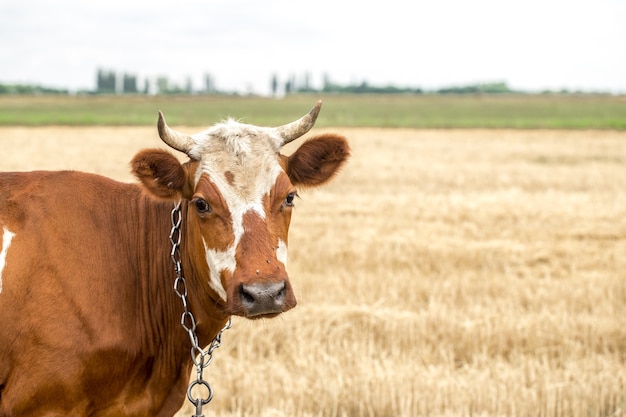 Brown cow grazing in a yellow field