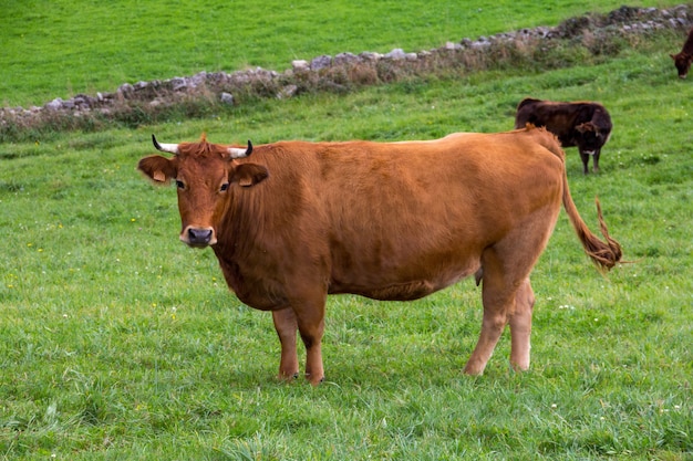 Brown cow in the green grass field