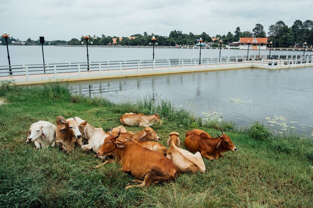 brown cow sit side pool