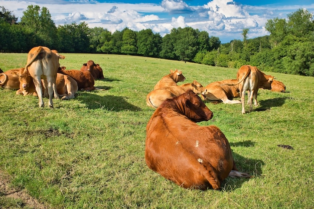 Коричневые коровы на зеленом пейзаже