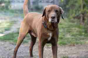 Free photo brown cute labrador retriever in the garden