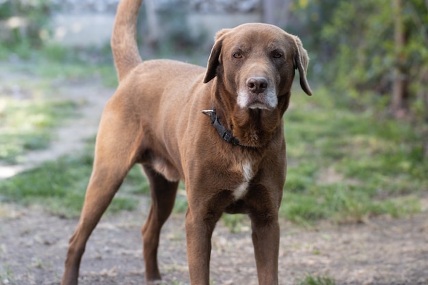 Brown cute labrador retriever in the garden