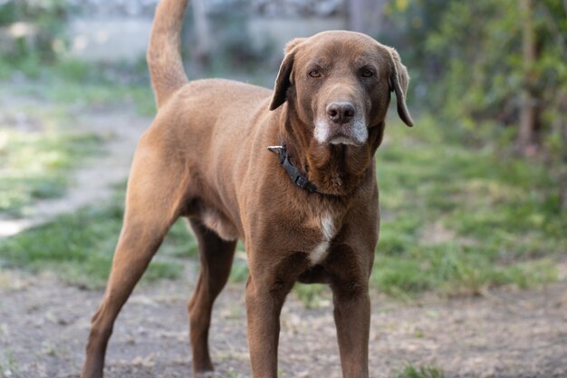 Brown cute labrador retriever in the garden