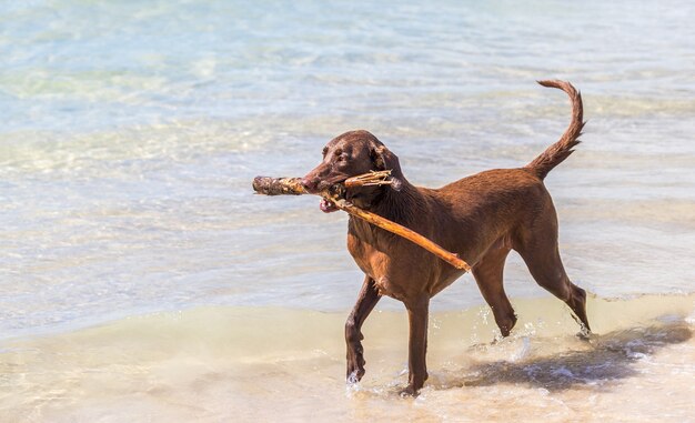 Brown dog carrying a stick while walking at the beach