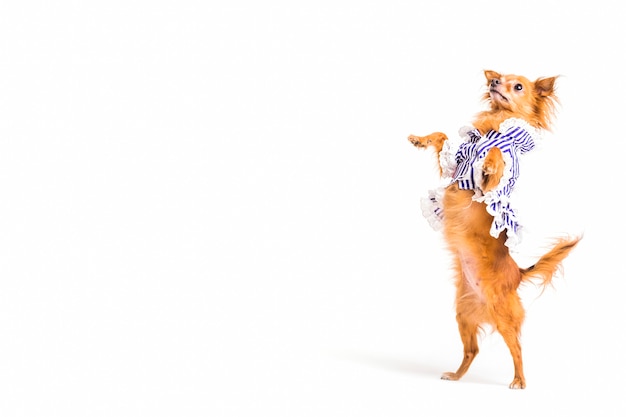 Brown dog standing on hind legs over white background