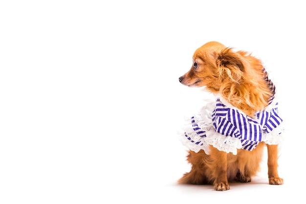 Бесплатное фото Коричневая собака с голубыми полосатая одежда для животных, изолированных на белом фоне