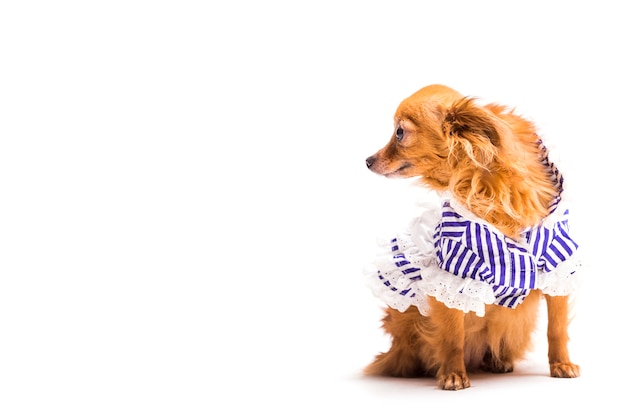 Free photo brown dog with blue stripped pet clothing isolated on white background