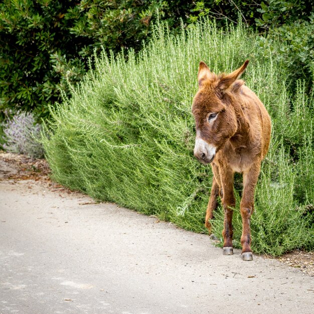 Brown donkey standing on the side of a road with green plants