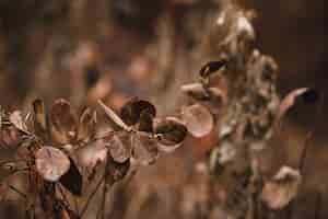 Free photo brown dried leaves on a branch