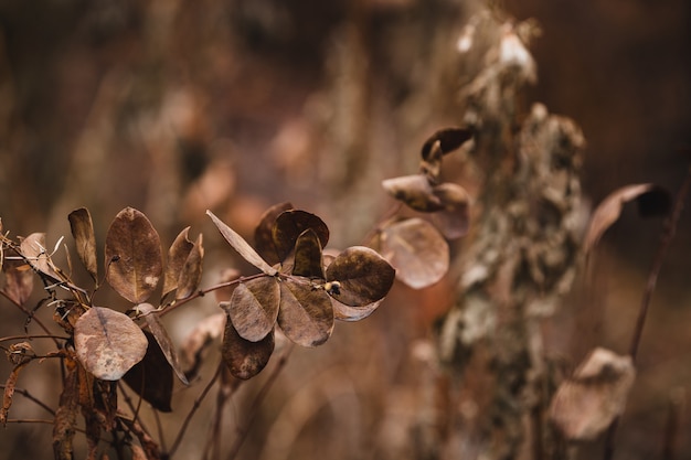 Brown dried leaves on a branch