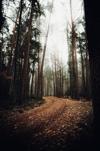 Brown dried leaves on ground surrounded by trees