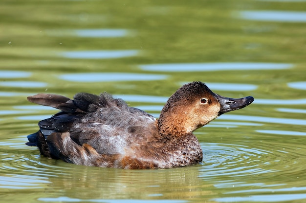коричневая утка на озере