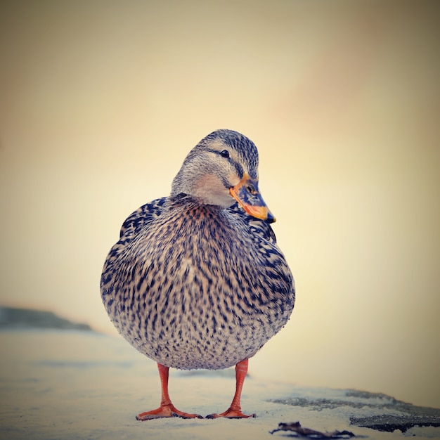 "Brown duck on snow"