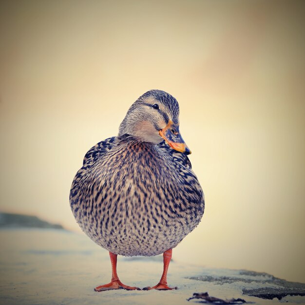 "Brown duck on snow"