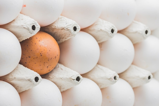 Foto gratuita uovo marrone in bianco