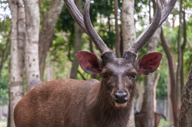 Free photo brown elk in the jungle