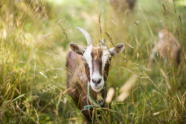 Brown feral goat in a grassy field during daytime