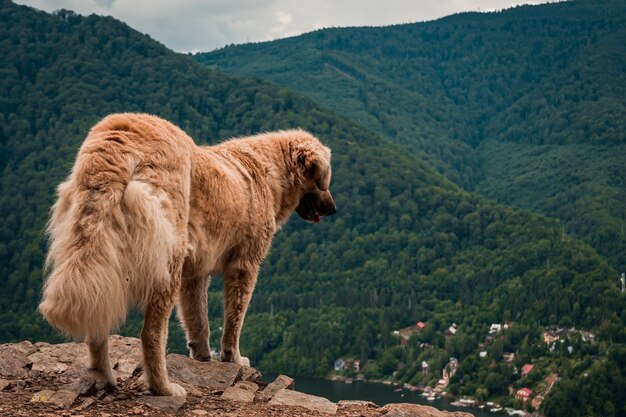 Brown fluffy golden retriever standing on a cliff surrounded by beautiful greenery