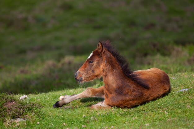 Brown foal lying on the ground surrounded by hills covered in greenery with a blurry background