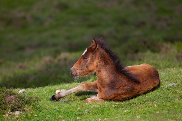 Brown foal lying on the ground surrounded by hills covered in greenery with a blurry background