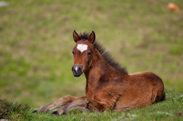 Free photo brown foal lying on the ground surrounded by hills covered in greenery