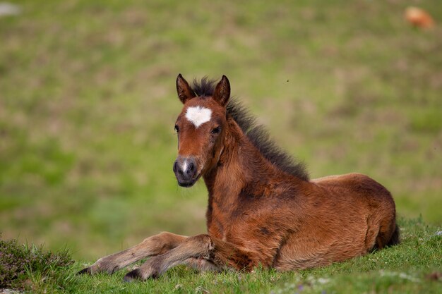 Brown foal lying on the ground surrounded by hills covered in greenery