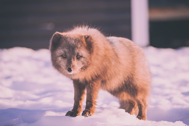 Коричневая лиса стоит на заснеженной земле в дневное время