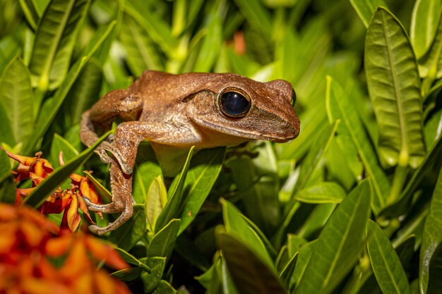 Brown frog on green leaves close up