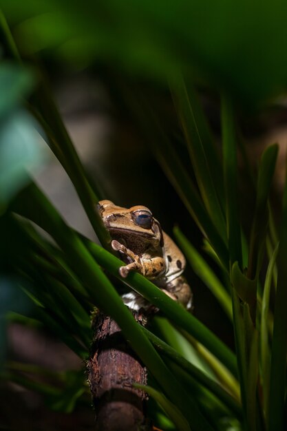 Brown frog on green stems.