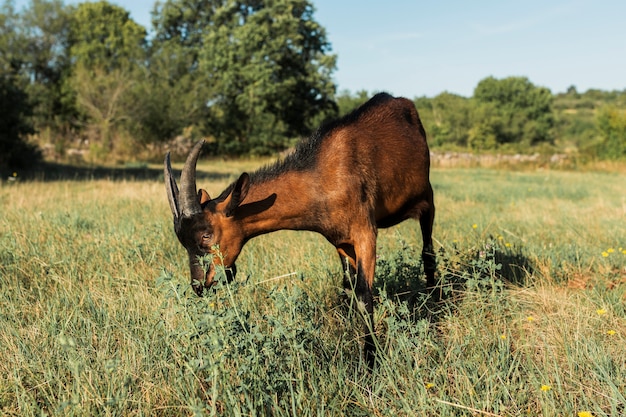 牧草地で食べる茶色のヤギ