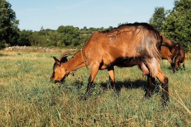 牧草地で食べる茶色のヤギ