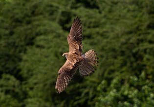 Hawk photos