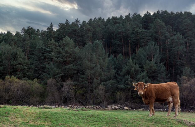 시골의 흐린 하늘 아래 녹지로 덮인 들판에 있는 갈색 풀을 뜯는 소