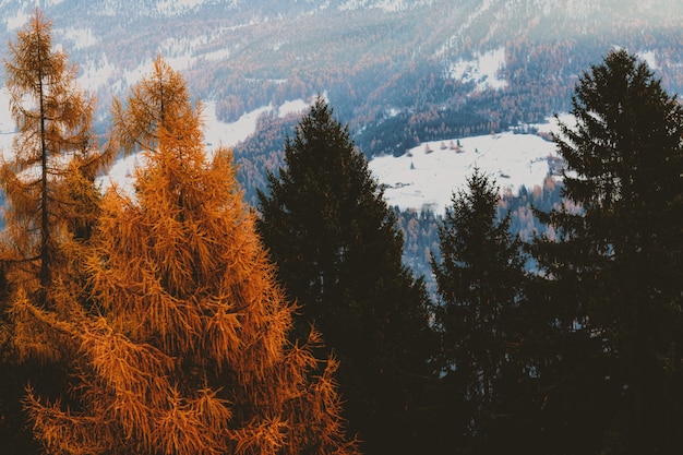 백그라운드에서 눈 덮인 필드와 갈색과 녹색 잎 나무