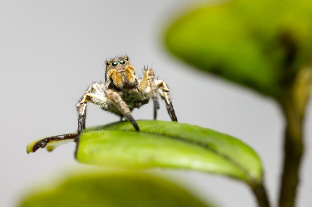 Brown and green spider on green leaf