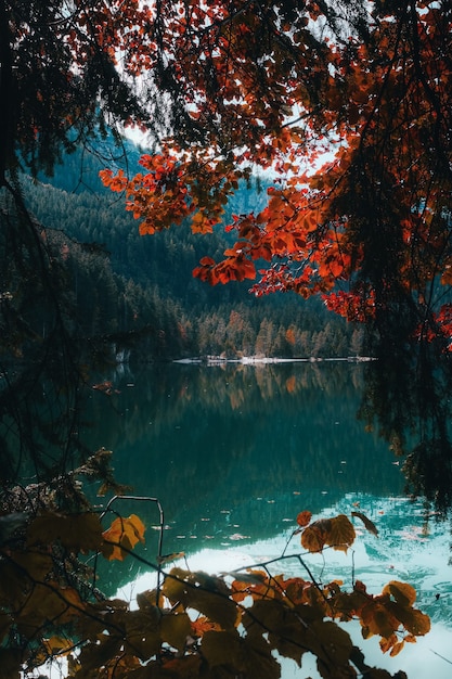 Brown and green trees beside river during daytime