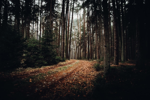 Alberi marroni e verdi durante il giorno