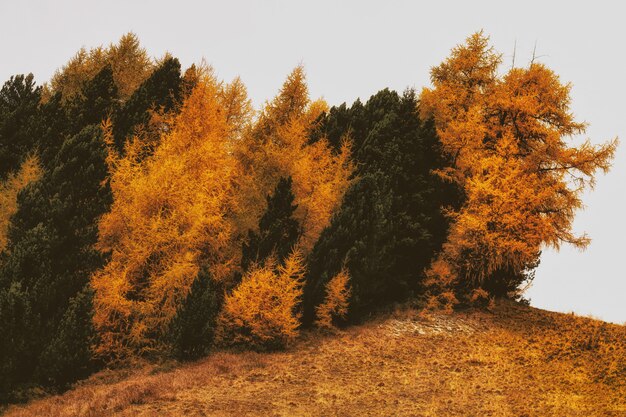 Brown and Green Withered Trees on Withered Grass